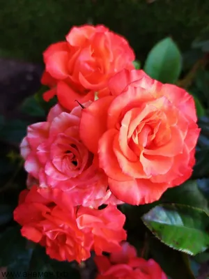 Для избранной 191 кустовая роза: цена, заказать с доставкой по Москве в  интернет-магазине Cyber Flora®