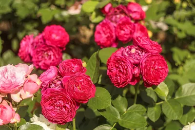 Gärtnerfreude® Toscana® | Roses' Name