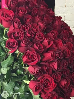101 красная роза (90 см) - заказ и доставка по Челябинску