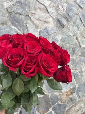 Роза 90 см Одноголовая Красная (Эквадор)