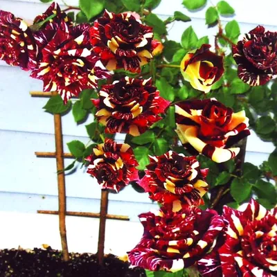 ПЛЕТИСТАЯ РОЗА АБРАКАДАБРА: купить саженцы плетистой розы абракадабра  почтой | PLOD.UA