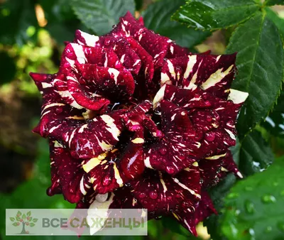 Роза чайно-гибридная Абракадабра купить саженцы почтой из питомника  «АГРОФОНД»
