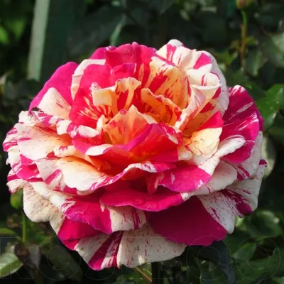 Роза Абракадабра флорибунда, чем она хороша | Цветущий сад | Дзен