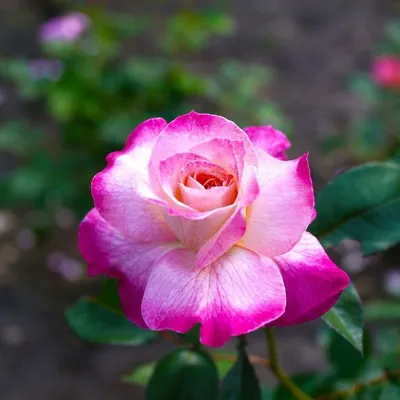 Саженцы розы флорибунда Абракадабра (Abracadabra) купить в Москве по цене  от 1 800 до 2340 руб. - питомник растений Элитный Сад