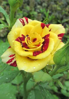 Роза Абракадабра (флориб, пестрый.)