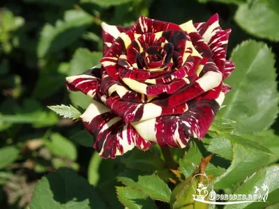 Саженцы розы абракадабра купить в Москве по цене от 690 рублей