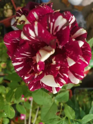 Роза Абракадабра флорибунда, чем она хороша | Цветущий сад | Дзен