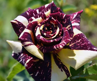 Роза чайно-гибридная Abrakadabra - Обмен Чайно-гибридные на Ботанике