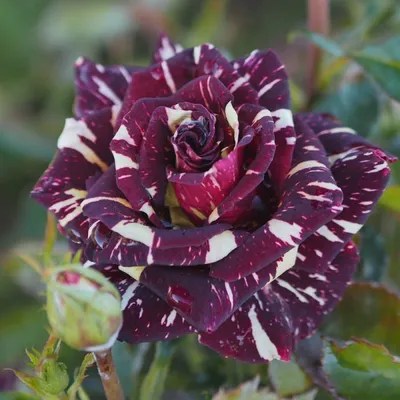 Роза флорибунда Абракадабра (Rosa floribunda Abracadabra) 6л, цена в  Санкт-Петербурге от компании Вилла-планта (садовый центр и питомник  растений, ландшафтное бюро)