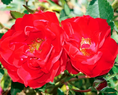 Роза канадская Аделаида Худлесс/ Adelaide Hoodless - «Куст полтора метра,  который усыпан цветами все лето. Канадская роза сорта Аделаида Худлесс. 10  лет в моем саду. Уход, агротехника. » | отзывы