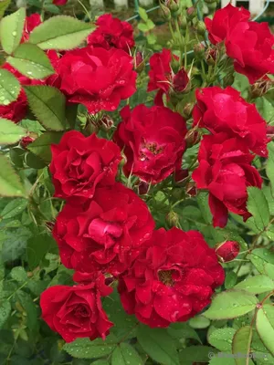 Роза Adelaide Hoodless (Аделаида Худлес) – купить саженцы роз в питомнике в  Москве