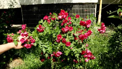 Роза канадская парковая Аделаида Худлес - купить по низкой цене с доставкой
