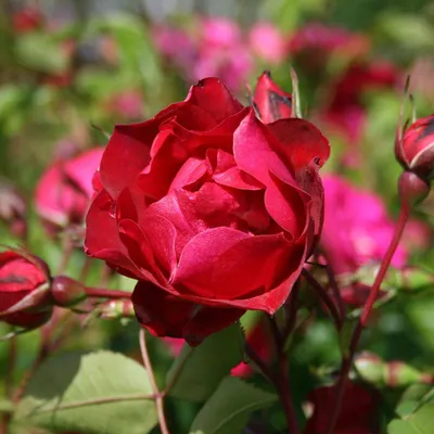 Роза Adelaide Hoodless Аделаиде Худлес (Marshall Канада, 1972) - «Самая  нeприхотливая роза в моём саду! Канадский шраб зимуeт бeз укрытия! А кааак  она цвeтёт!!!! Покажу поэтапно фото моeй красавицы Розы Аделаида Худлесс !»  | отзывы