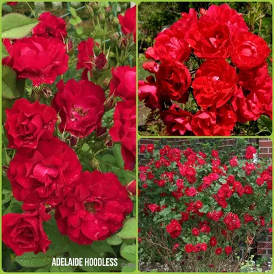 Роза Аделаида Худлесс штамбовая (Adelaide Hoodless) - саженцы штамбовых роз  купить в Алмате с доставкой по Казахстану | цена