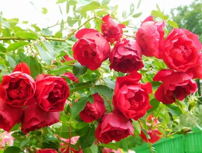Честно о моих розах: Adelaide Hoodless/Аделаида Худлесс | Записки  розовода-любителя | Дзен
