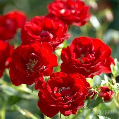 Розы: Роза канадская парковая Аделаида Худлес