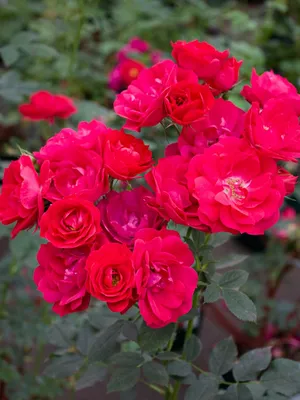 Купить саженец канадской розы Аделаида Худлес (Adelaide Hoodless) в  Санкт-Петербурге по цене 490 ₽ с бесплатной доставкой