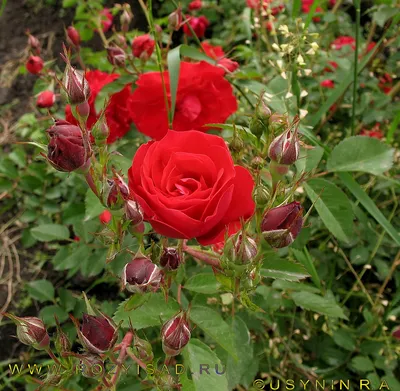 Купить Роза канадская парковая Аделаида Худлес с доставкой | Мечта Садовода