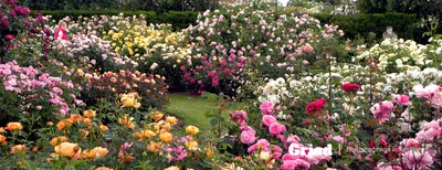 Роза канадская парковая Аделаида Худлес h37 см по цене 833 ₽/шт. купить в  Кемерове в интернет-магазине Леруа Мерлен