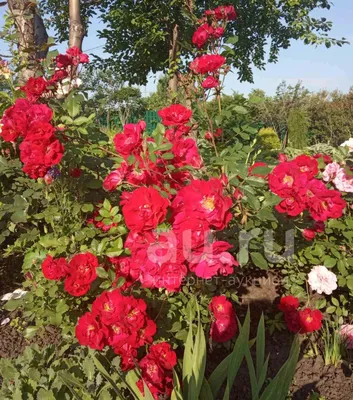 Использование роз в дизайне садового участка