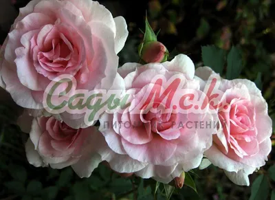 Роза Аделаида Худлесс штамбовая (Adelaide Hoodless) - саженцы штамбовых роз  купить в Алмате с доставкой по Казахстану | цена