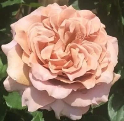 Роза канадская Аделаида Худлесс - 74 фото
