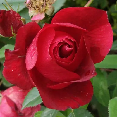 Роза канадская парковая Морден Блаш - купить по низкой цене с доставкой