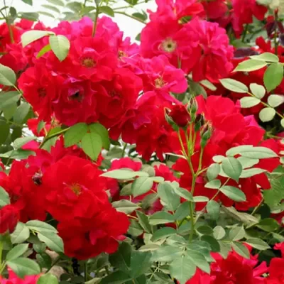 Роза канадская парковая Аделаида Худлес купить по цене цена по запросу от  питомника саженцев и растений Центросад | Фото и консультация по уходу