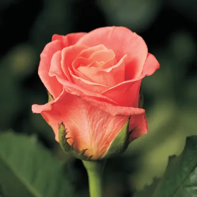 Роза канадская Аделаида Худлесс/ Adelaide Hoodless - «Куст полтора метра,  который усыпан цветами все лето. Канадская роза сорта Аделаида Худлесс. 10  лет в моем саду. Уход, агротехника. » | отзывы