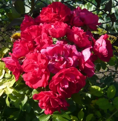Розы канадские парковые – купить по лучшей цене | Садовый центр Зелёный  росток