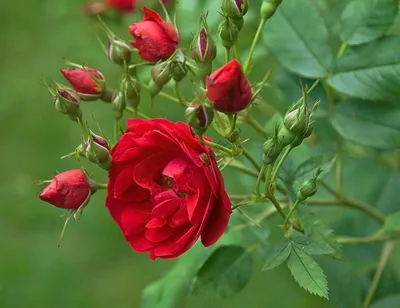 Саженцы розы шраб Аделаида Худлесс (Adelaide Hoodless) купить в Москве по  цене от 1 800 до 3060 руб. - питомник растений Элитный Сад