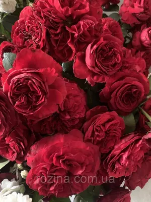 Саженцы розы \"Адмирал\": продажа, цена в Запорожье. Рассада и саженцы цветов  от \"РОЗІНА\" - 978316593