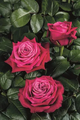 Cорт роз Admiral • Розы и сад