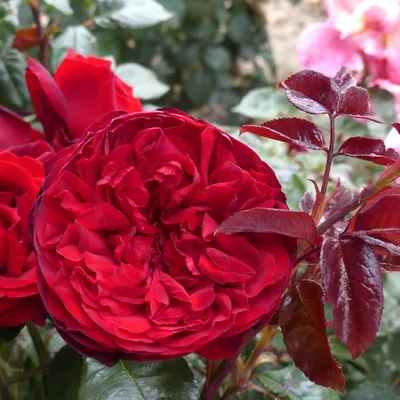 Admiral | Hybrid Tea Rose Bush | £15.75 – Eastcroft Roses