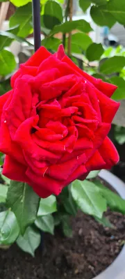 Rosa Admiral (Tantau) - subtle but beautiful scent. : r/Roses