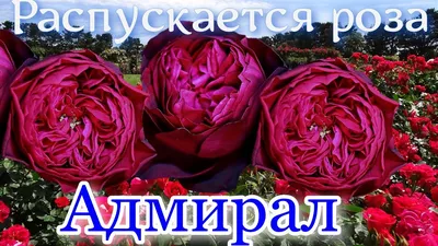 Как распускается роза Адмирал. Timelapse Rose 4К. Admiral (Tantau 2017) -  YouTube