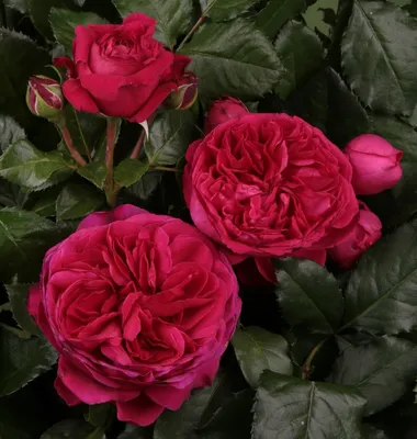 Заказываем розы на Осень 2020г. Статья 2. | Про розы, сад и путешествия |  Дзен