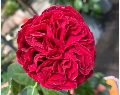 Edelrose 'Admiral', Rosa 'Admiral' rubinrot - Seebauer