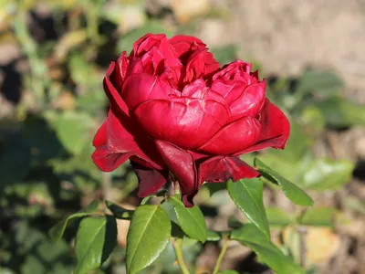 The Rose Garden Nursery - Admiral Rodney - Hybrid Tea | Facebook