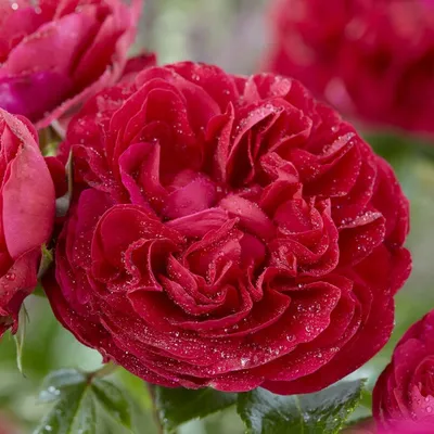 Admiral' Hybrid Tea Rose - Roots Plants