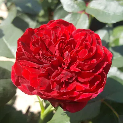 Rose 'Admiral'