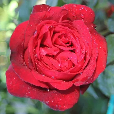 Edelrose - Rose 'Admiral' - rot