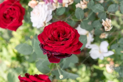 A beautiful specimen of the hybrid tea 'Admiral Rodney' grown and  photographed by Peter Alonso of Calif… | Beautiful rose flowers, Love rose  flower, Beautiful roses