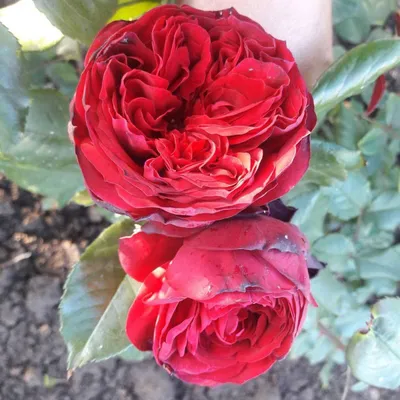 Edelrose 'Admiral', Rosa 'Admiral®' - Rosengut Langerwisch