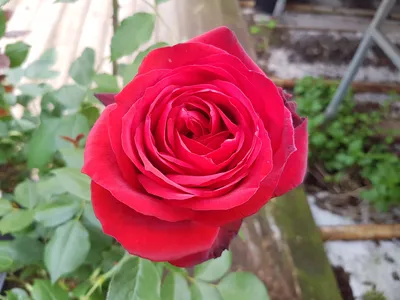 The Rose Society UK on X: \"Admiral Rodney looking good 🌹  https://t.co/E6zQ7nbrAo\" / X