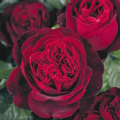 Rosa 'Admiral'