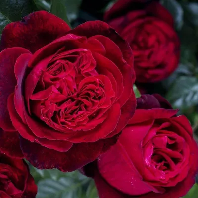 Саженцы розы чайно гибридной Адмирал (Admiral) купить в Москве по цене от  490 до 1990 руб. - питомник растений Элитный Сад