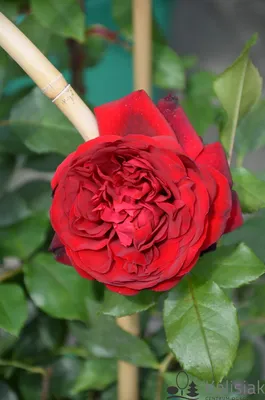 Admiral | Hybrid Tea Rose Bush | £15.75 – Eastcroft Roses