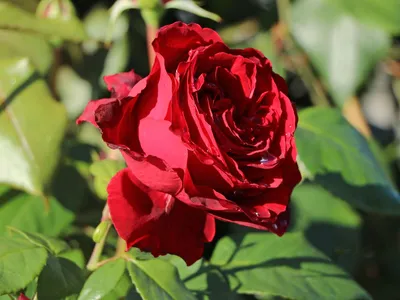 Rosa Admiral rosso scuro profumata - Vittori Vivai Forlì Cesena