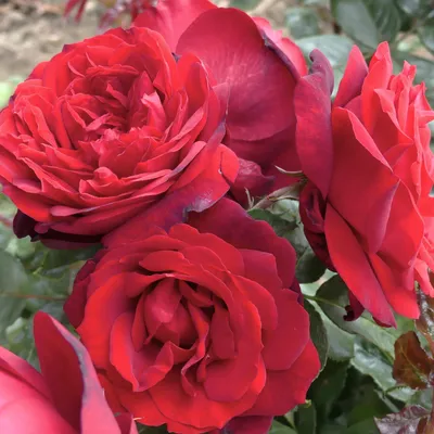 Rosa 'Admiral' Róża nostalgiczna